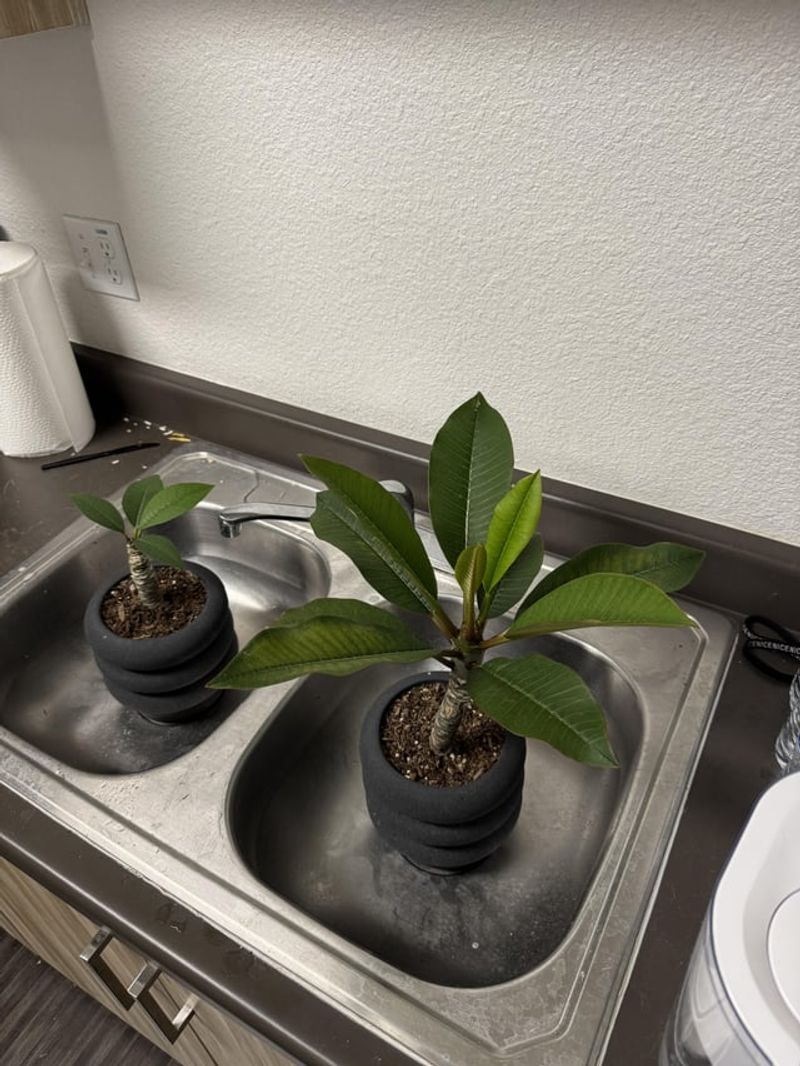 Adjust winter watering to the plant’s condition
