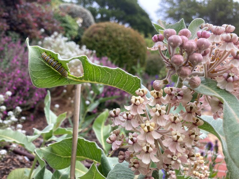 Adult Butterflies Need Nectar, and Caterpillars Need Host Plants Adult Butterflies Need Nectar, and Caterpillars Need Host Plants