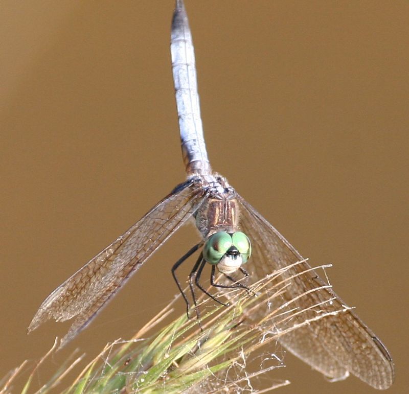 Adult dragonflies hunt more than mosquitoes Adult dragonflies hunt more than mosquitoes