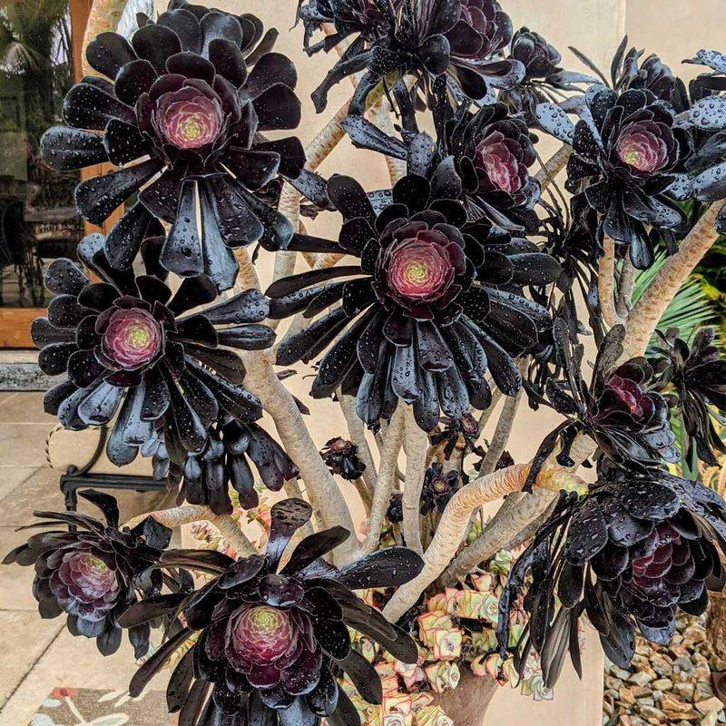 Aeonium 'Zwartkop'