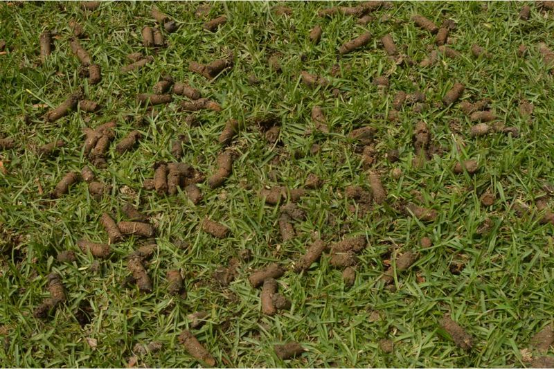 Aerating Clay Soil at the Wrong Time Aerating Clay Soil at the Wrong Time
