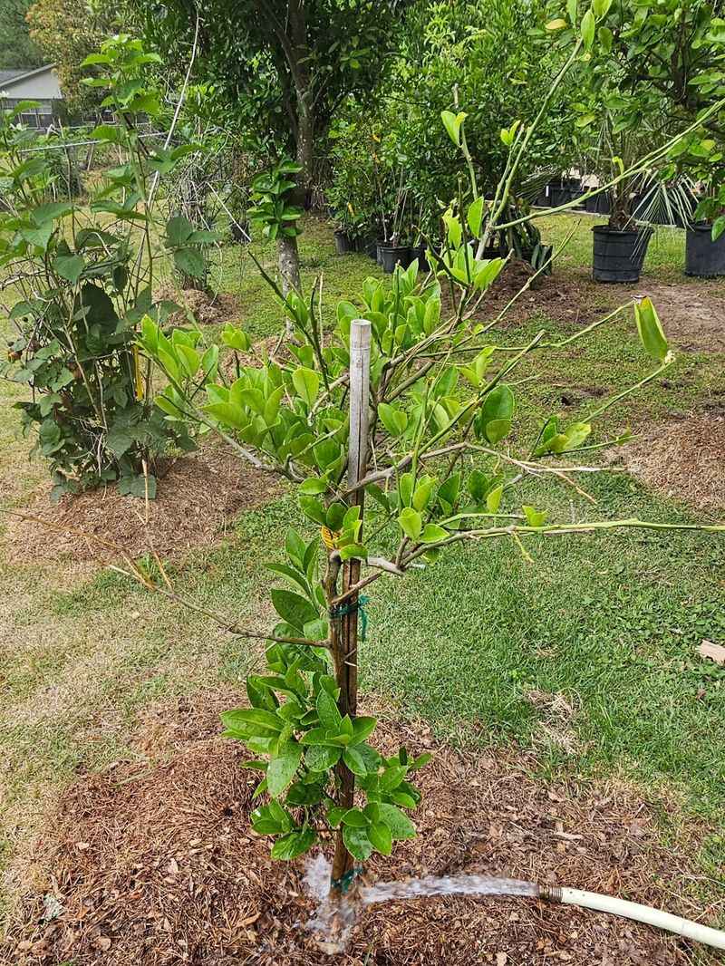 After a Freeze, Wait Before Pruning After a Freeze, Wait Before Pruning
