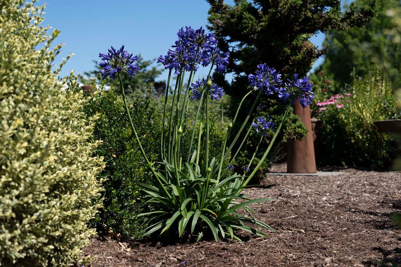Agapanthus may not be the thirsty plant in this story