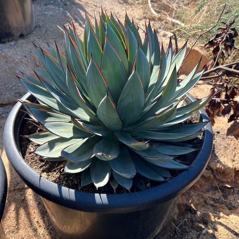 Agave 'Blue Glow'