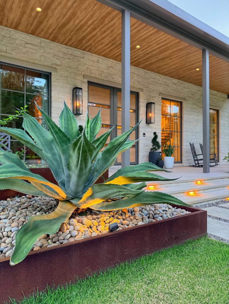 Agave attenuata (Foxtail Agave)