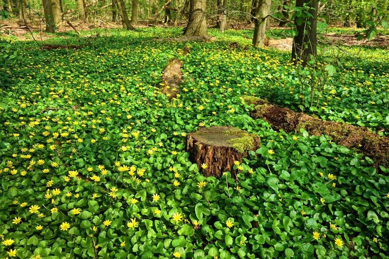 Ajuga and green-and-gold offer different tradeoffs Ajuga and green-and-gold offer different tradeoffs