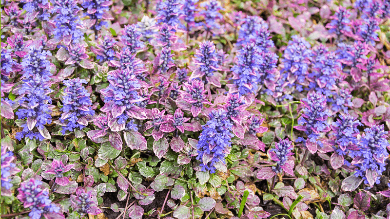 Ajuga Ajuga