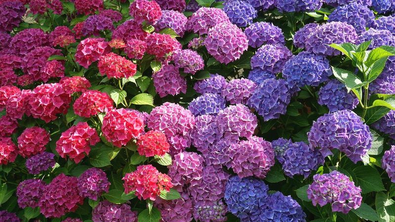 Alkaline soils can limit changes in Florida and Texas