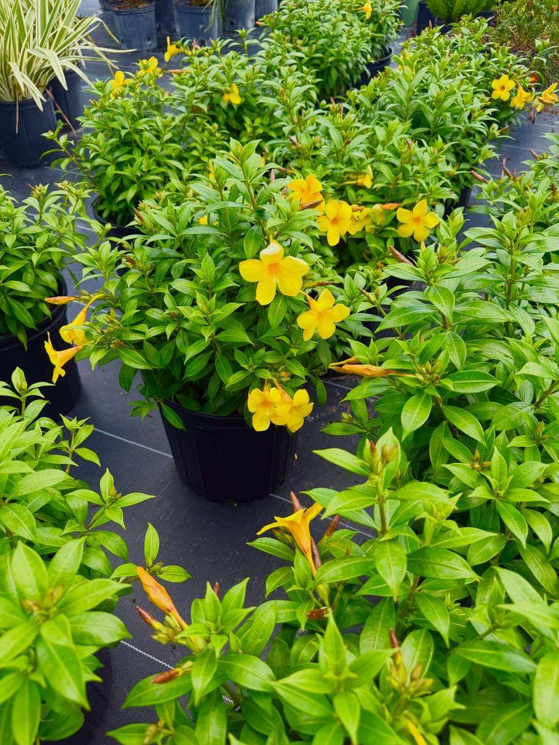 Allamanda
