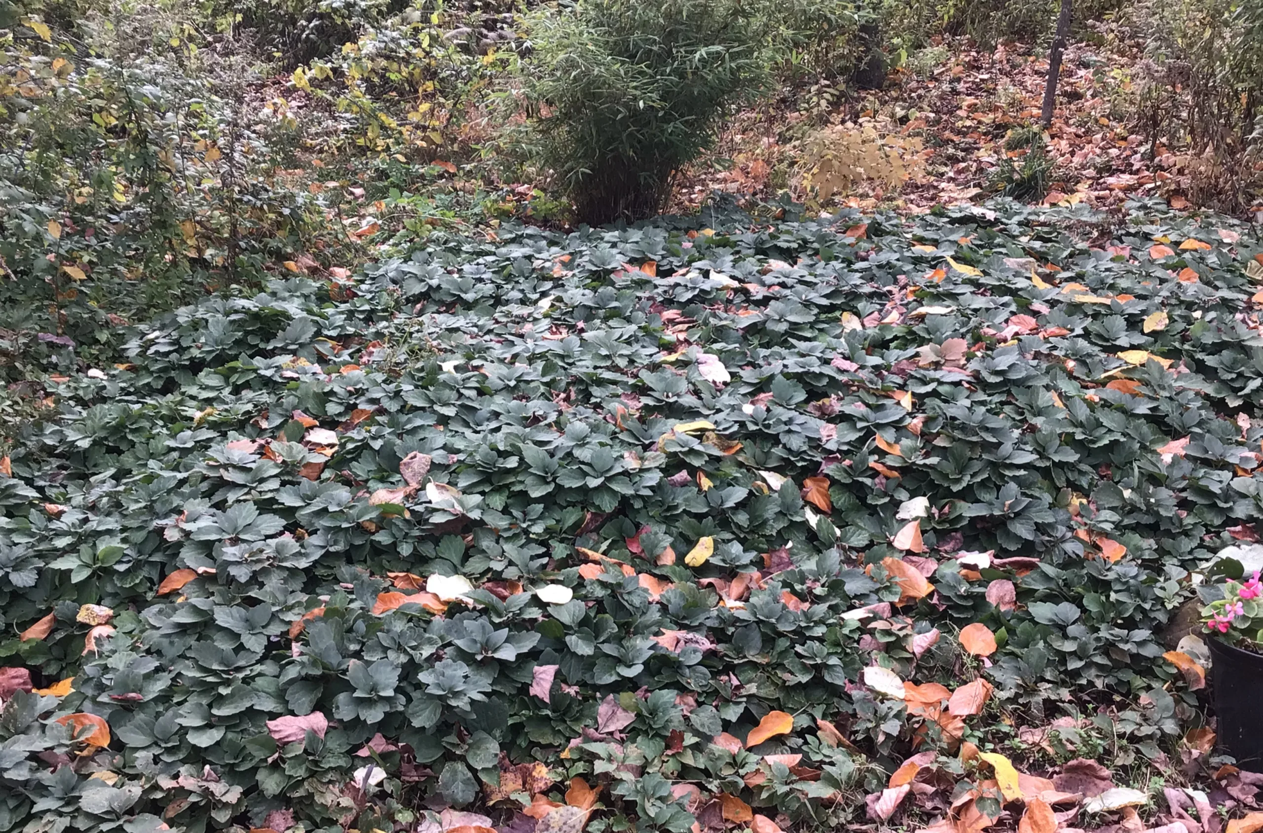 Allegheny spurge offers a different kind of shade cover Allegheny spurge offers a different kind of shade cover
