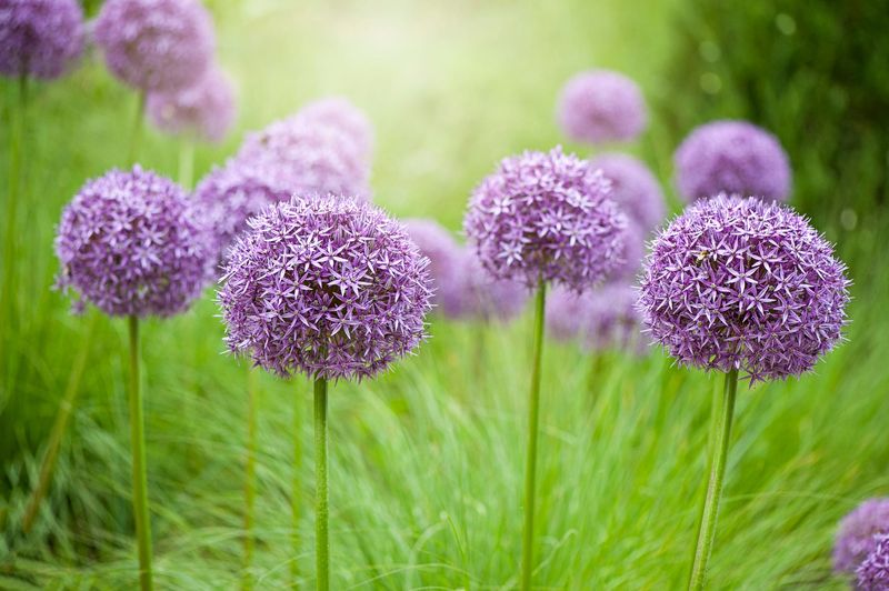 Alliums