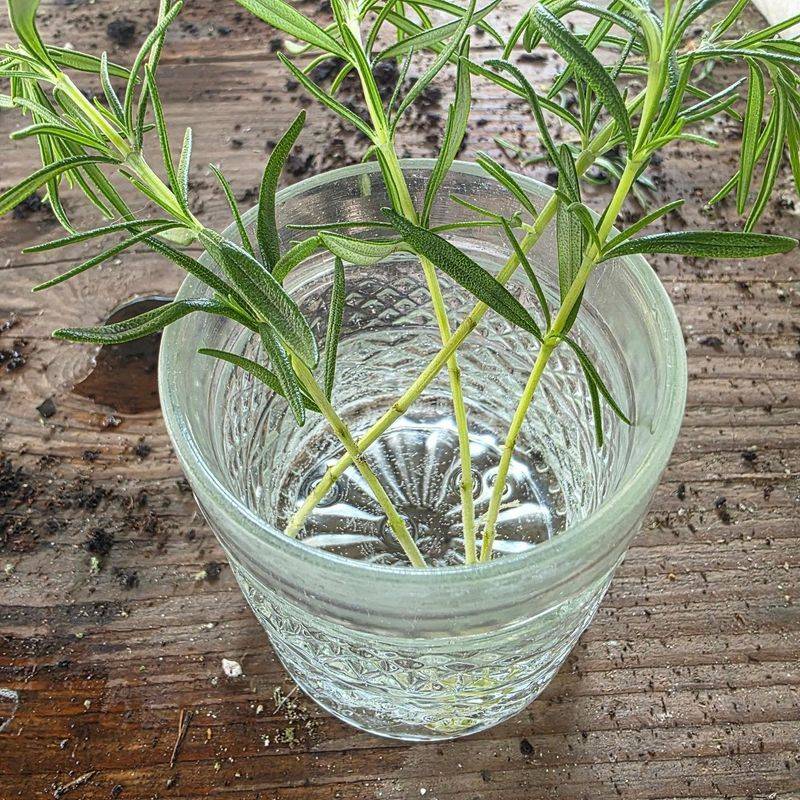 Allow several weeks, and expect some cuttings to fail Allow several weeks, and expect some cuttings to fail