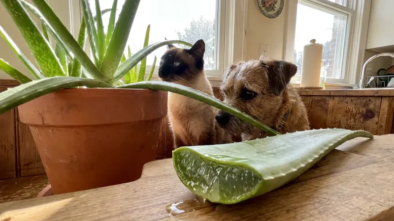 Aloe Vera