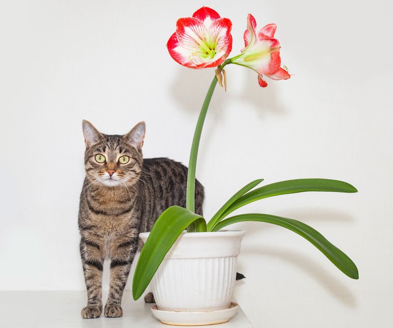Amaryllis