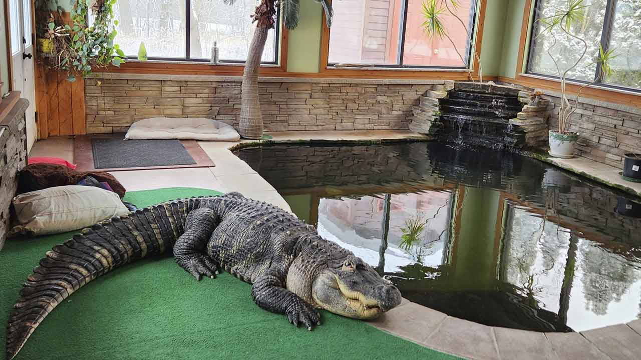 American Alligator
