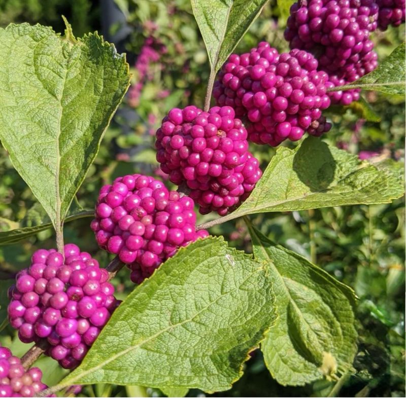 American Beautyberry American Beautyberry