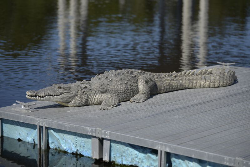 American Crocodile