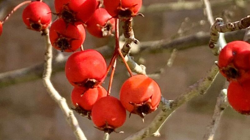 American Fringed Hawthorn
