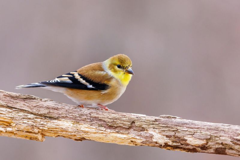 American Goldfinch
