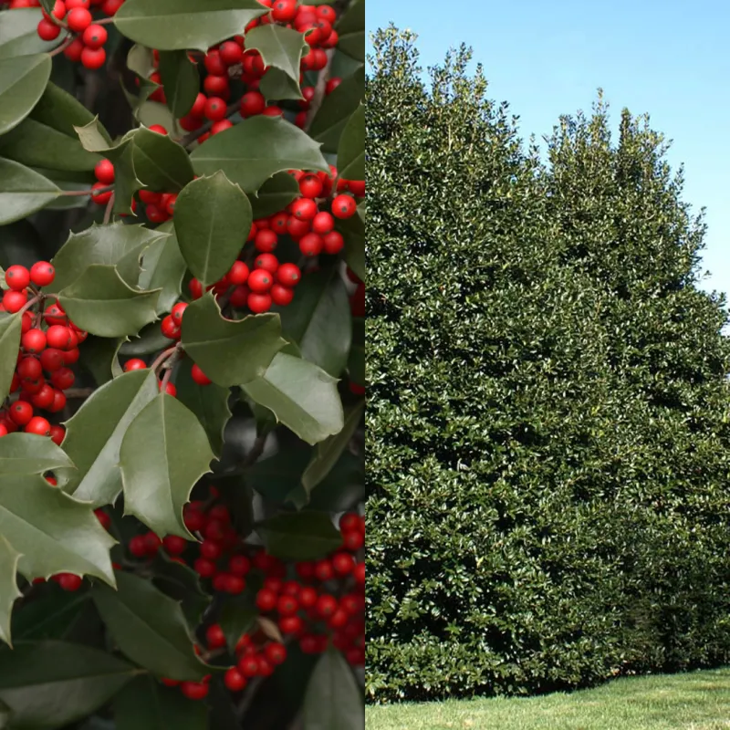 American Holly