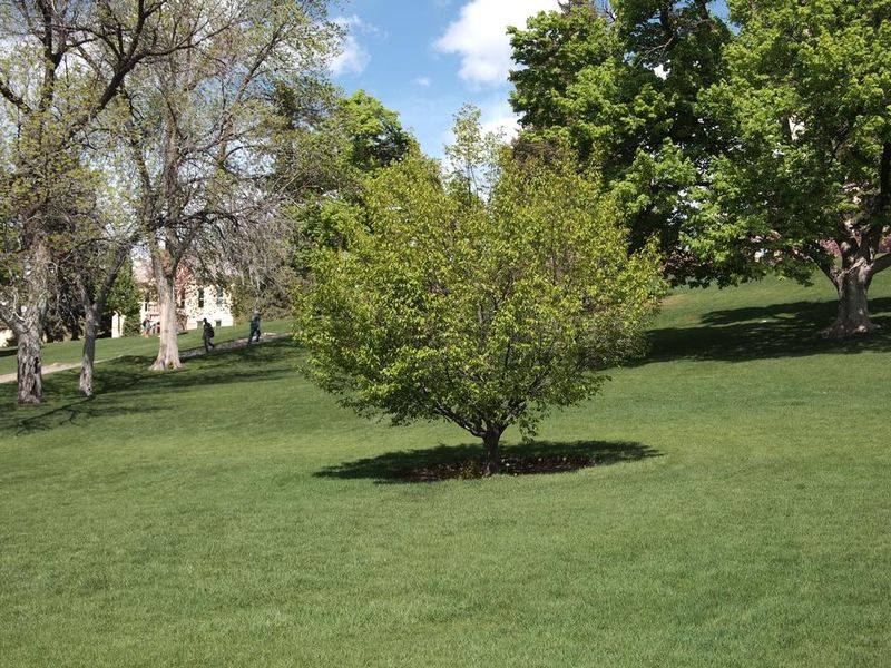 American Hornbeam
