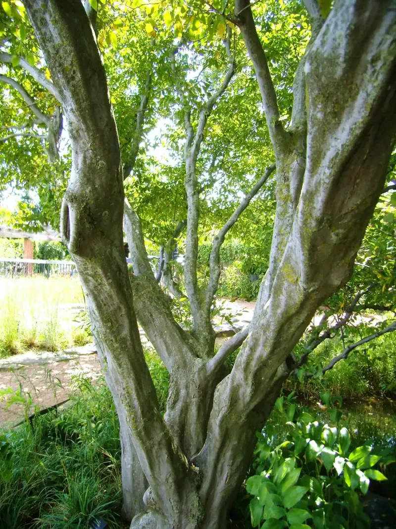 American Hornbeam