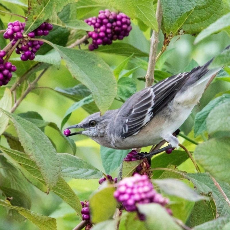 American beautyberry provides fall fruit for birds American beautyberry provides fall fruit for birds