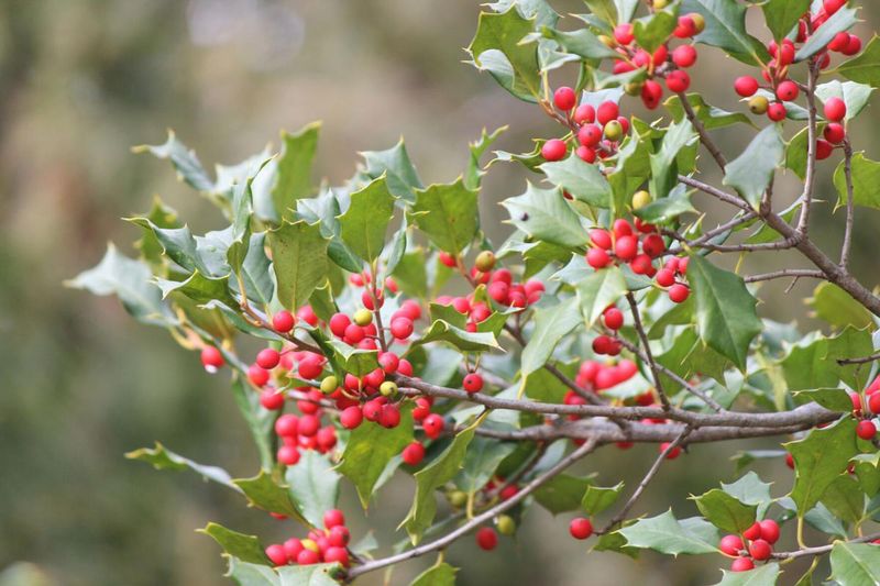 American holly
