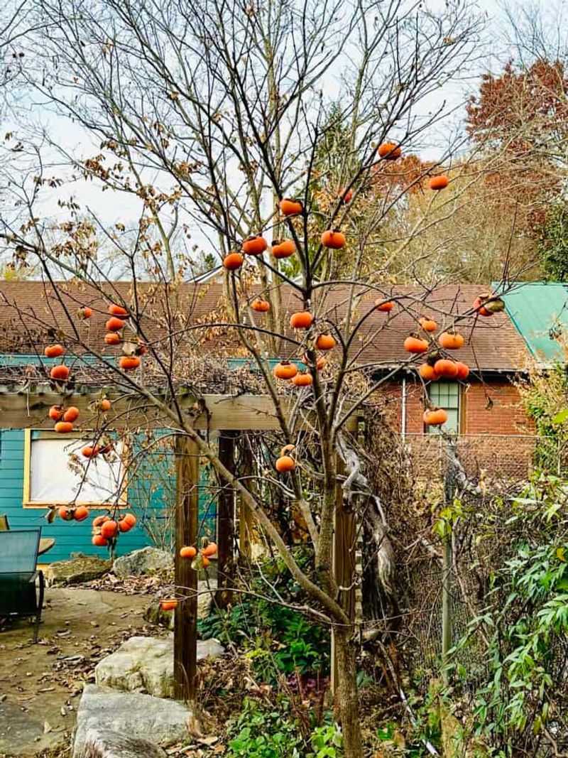 American persimmon is native across North Carolina American persimmon is native across North Carolina