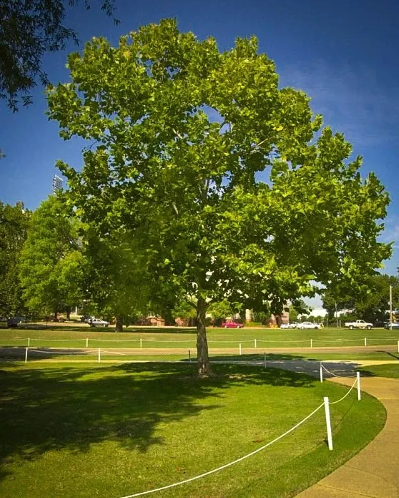 American sycamore needs room and moisture