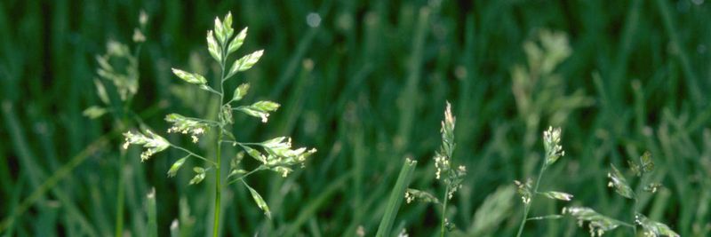 An Early Plan for Winter Weeds An Early Plan for Winter Weeds