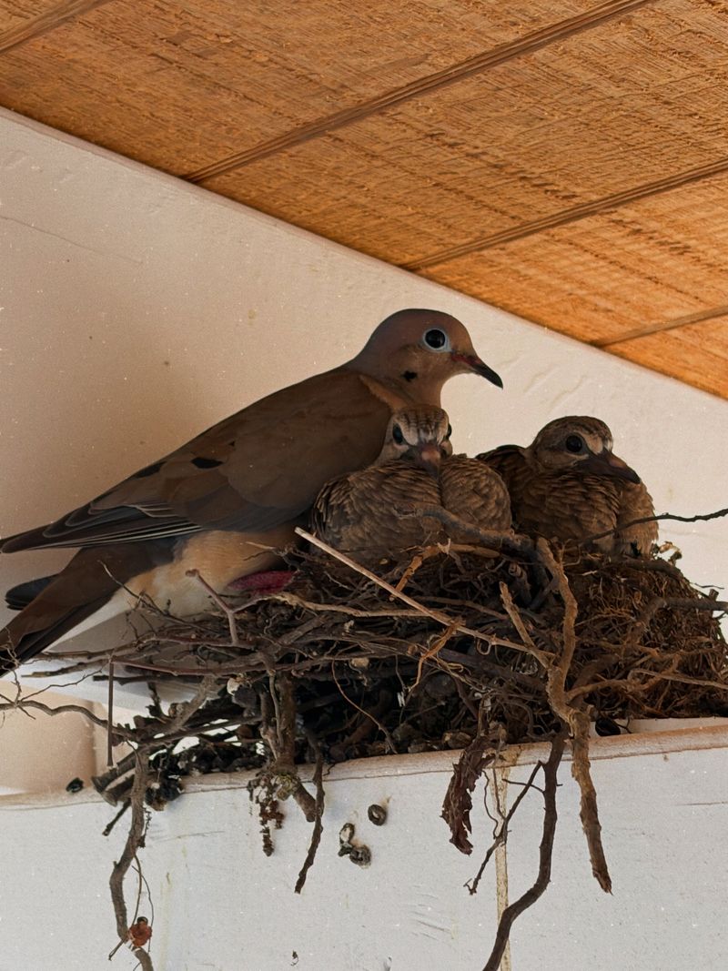 An active nest calls for distance