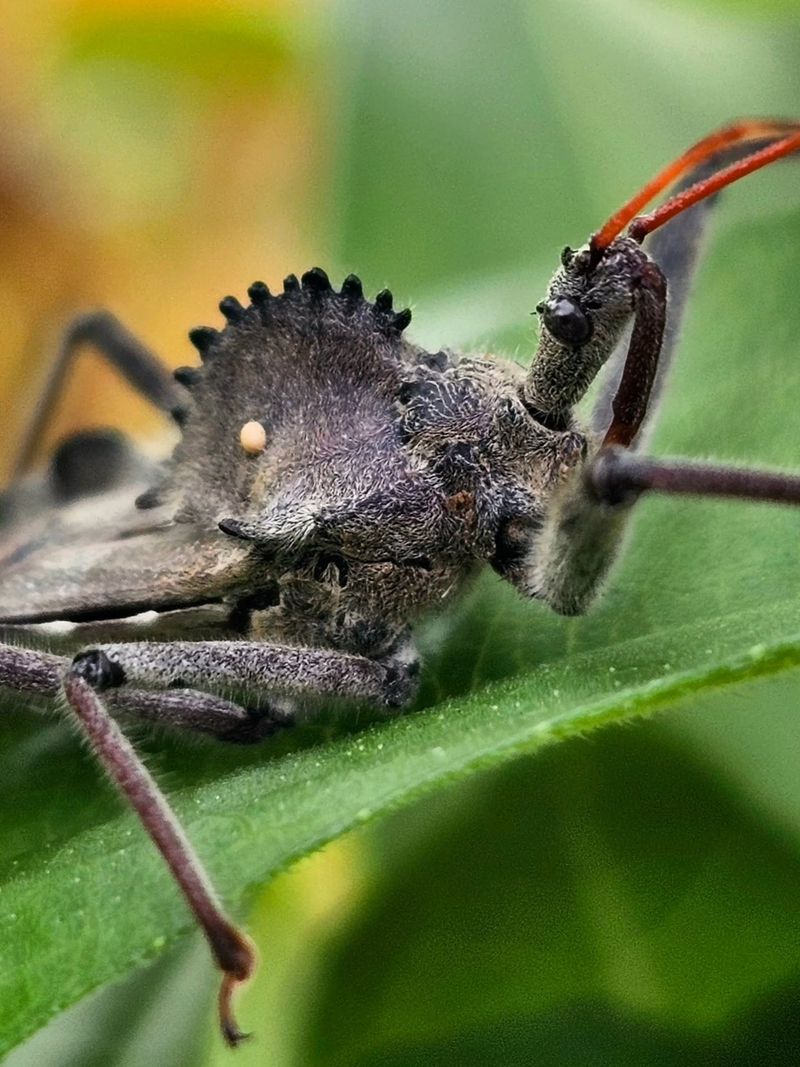 An adult wheel bug’s crest is the quickest clue An adult wheel bug’s crest is the quickest clue