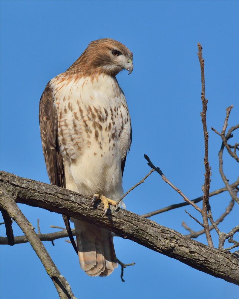 An elevated perch gives a hawk a useful view