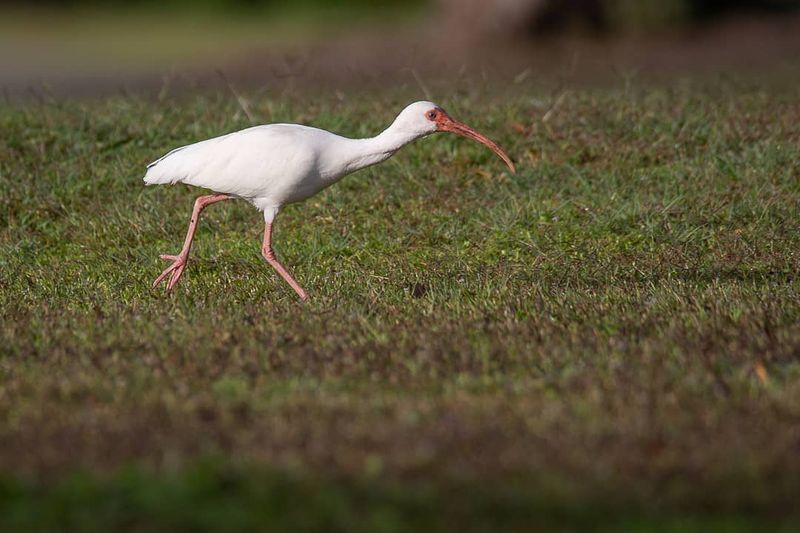 An ibis probes for a varied menu
