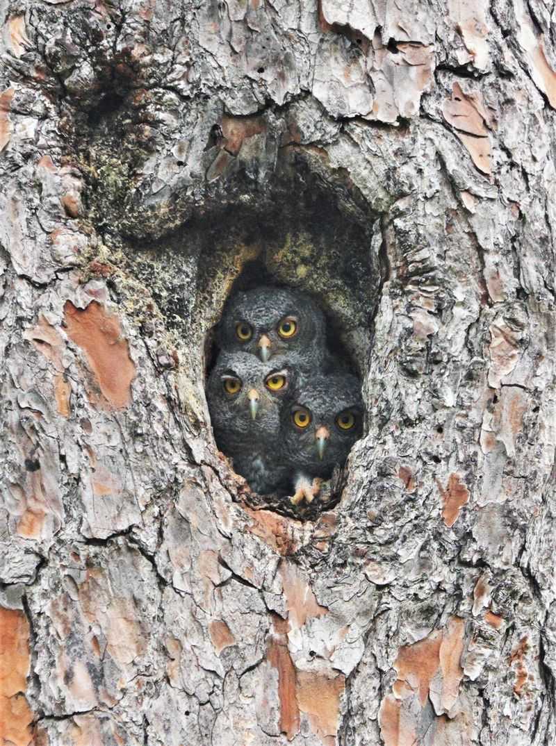 An owl may be part of the yard’s predator community An owl may be part of the yard’s predator community