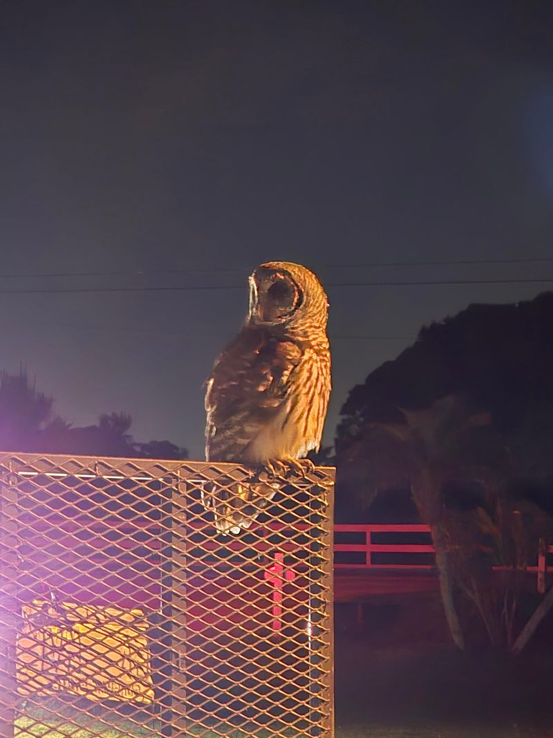 An owl’s call is communication, not a hunting report
