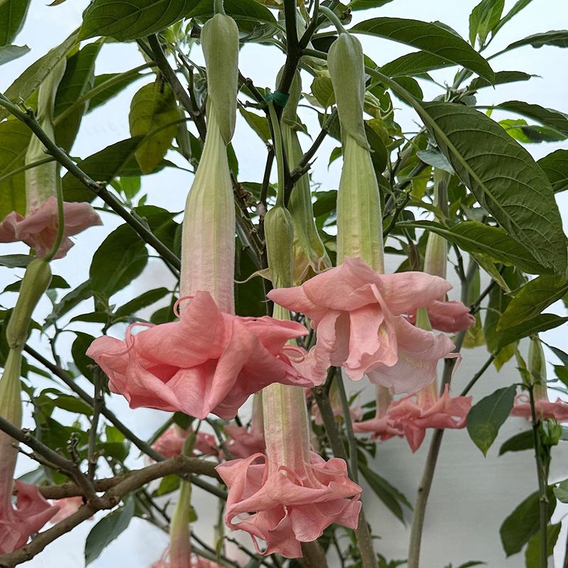 Angel's Trumpet