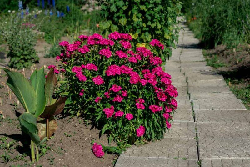 Annual Dianthus