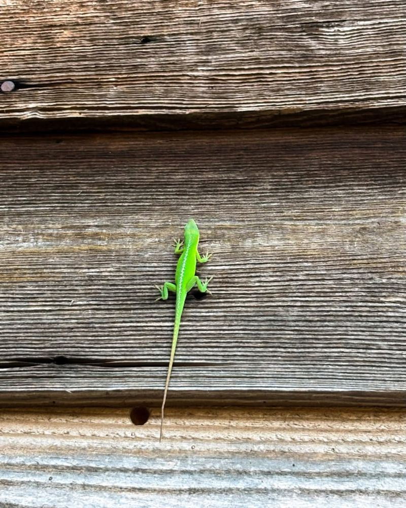 Anoles eat small prey, but sightings do not measure pest control