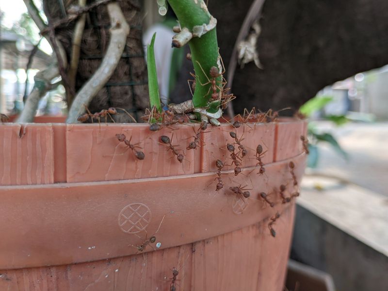 Ants