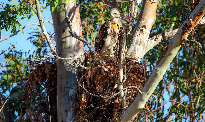 Any Tree With Nesting Birds (Check Before Spring Cuts)