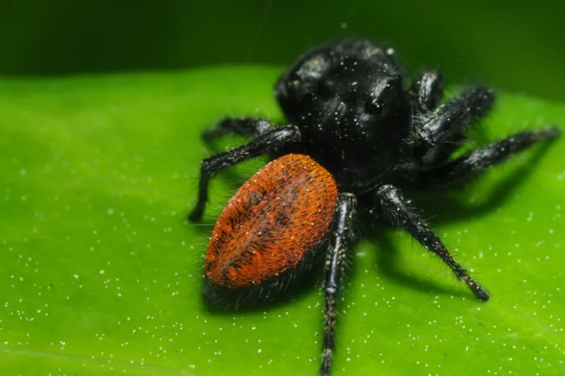 Aphids can be prey, but they are not the whole diet Aphids can be prey, but they are not the whole diet