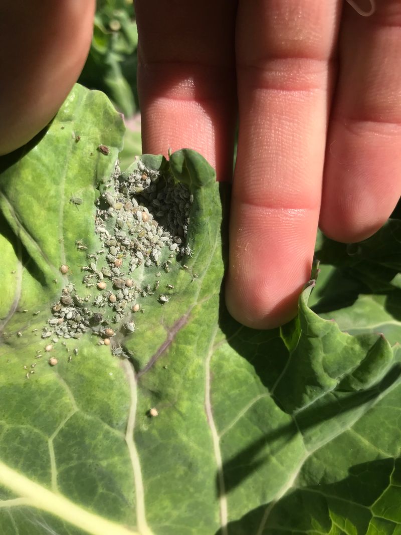 Aphids hide beneath leaves and can keep feeding
