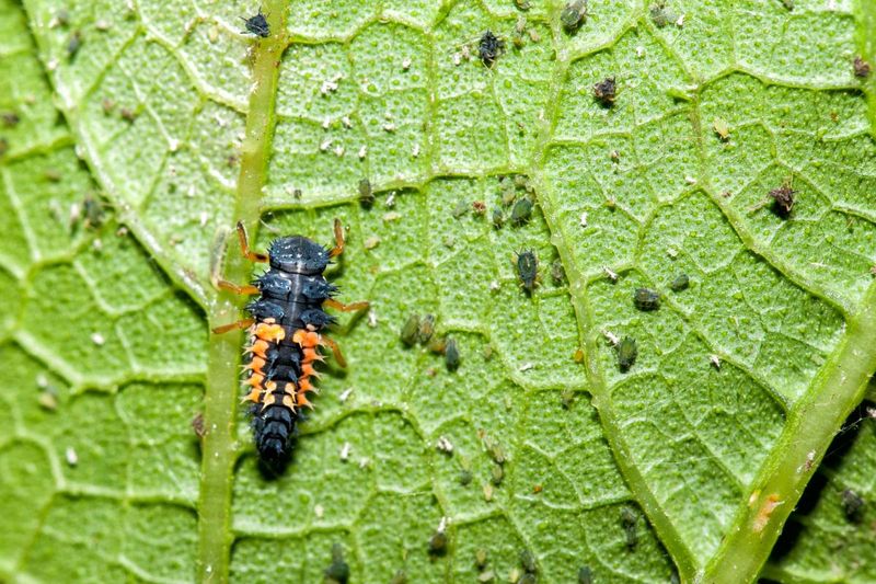 Aphids rarely need an automatic spray Aphids rarely need an automatic spray