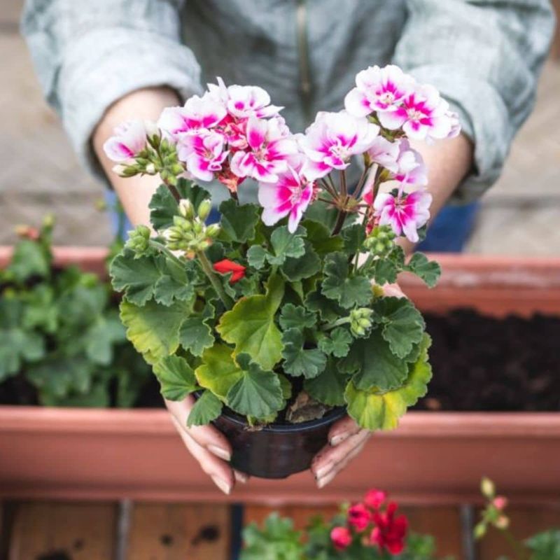 Apply fertilizer carefully and prevent salt buildup