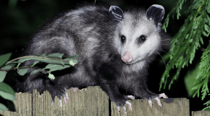 Appreciate the visitor without counting on it for pest control Appreciate the visitor without counting on it for pest control