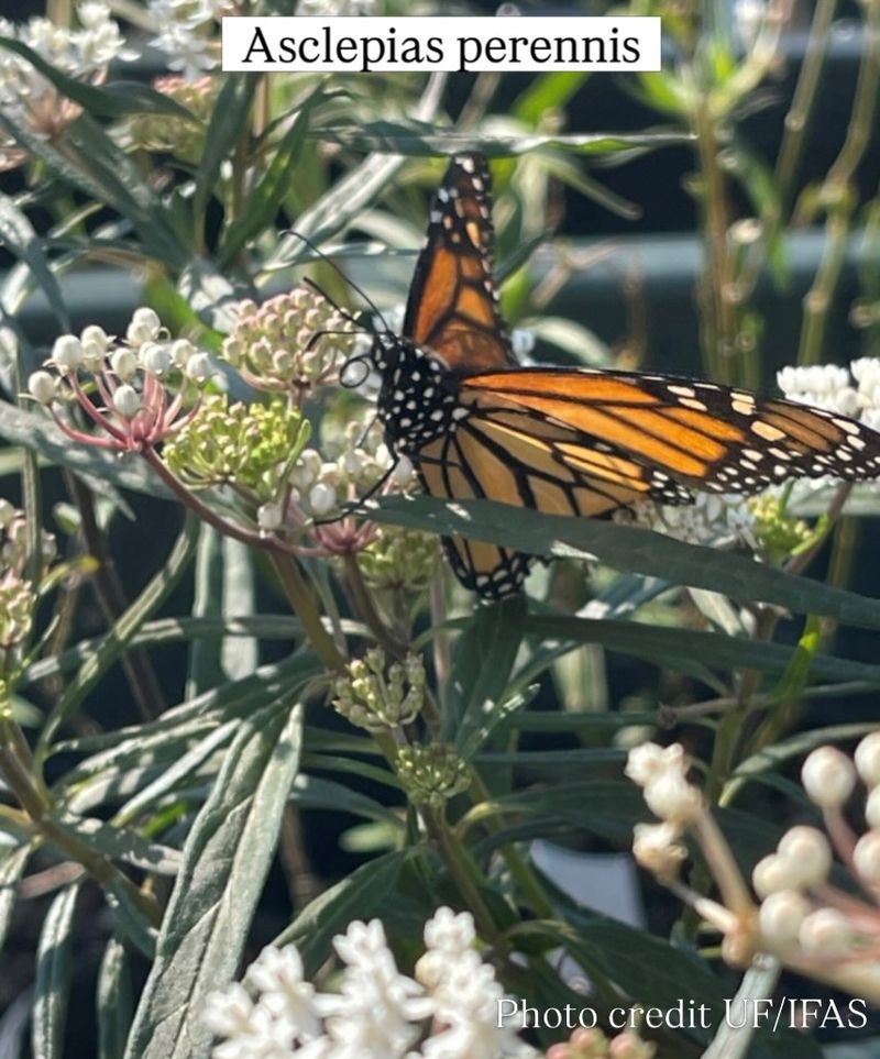 Aquatic Milkweed Aquatic Milkweed