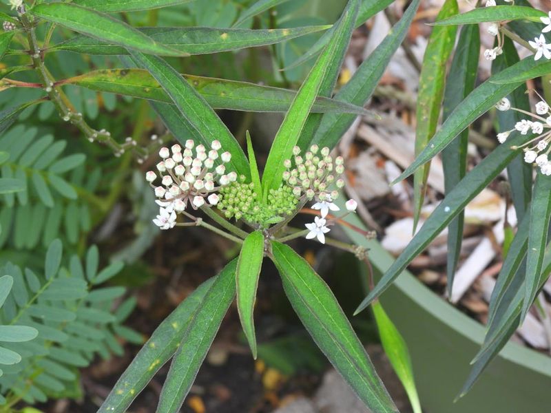Aquatic milkweed