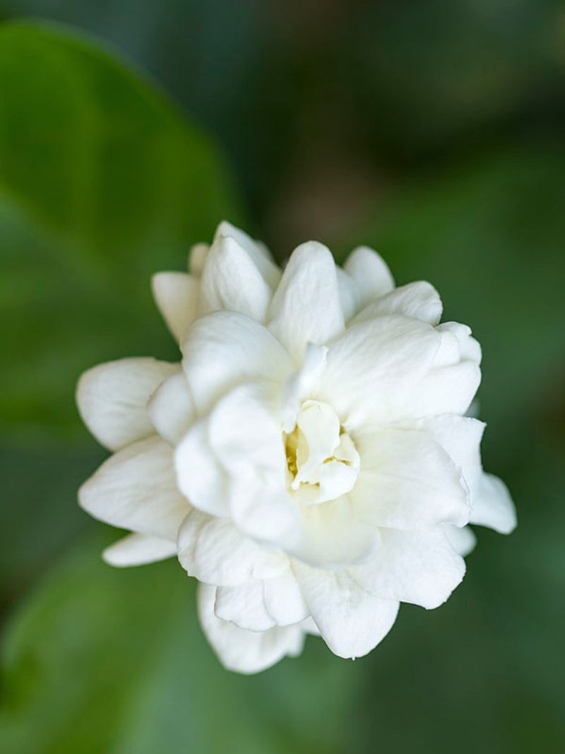 Arabian Jasmine